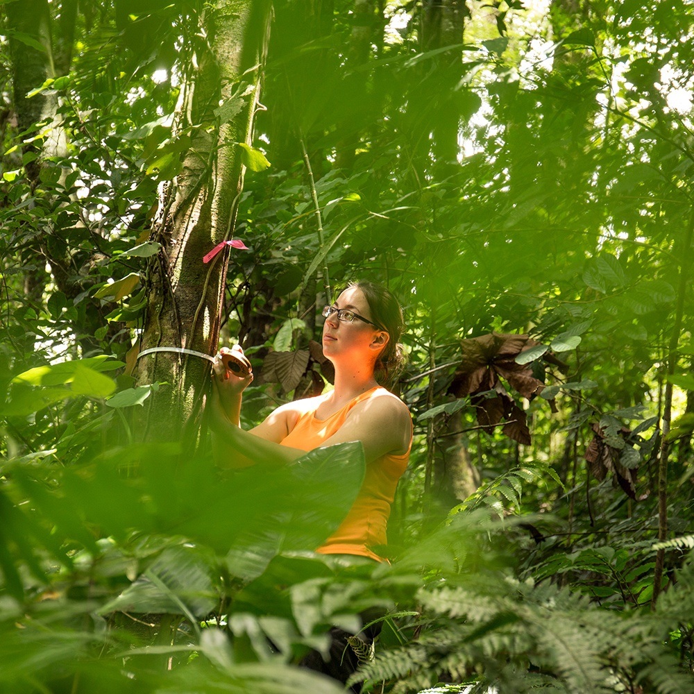 Researcher in forest