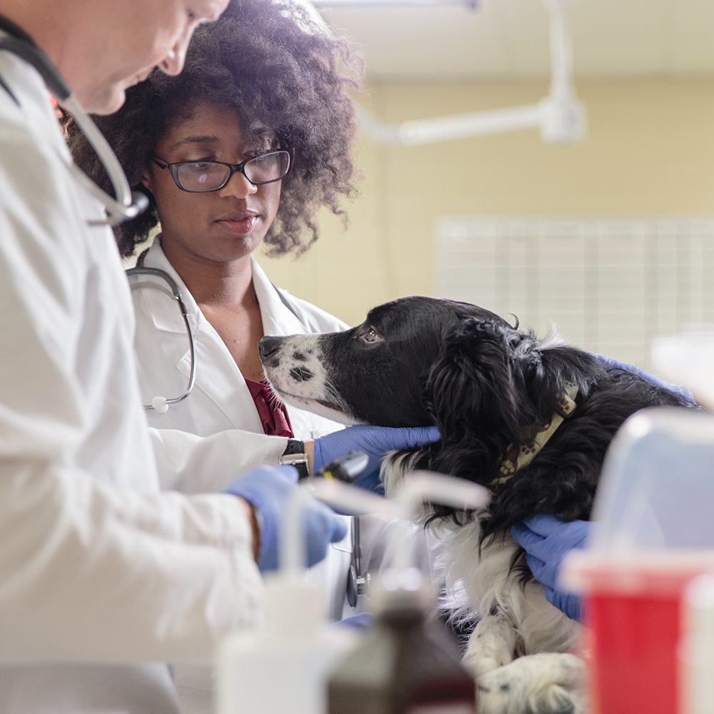 Veterinarians with Dog